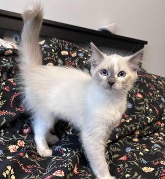 Marshamallow -  Ragdoll Cat for Adoption in Burnaby, British Columbia - Marshamallow | PetCurious