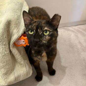Rescue Domestic Short Hair Cats for Adoption - Lottie | PetCurious