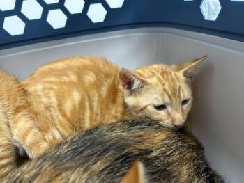 Domestic Short Hair Cats Available for Adoption in Ocala, Florida - A383330 | PetCurious