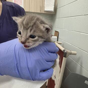 Liberty -  Domestic Short Hair Cat for Adoption in Chattanooga, Tennessee - Liberty | PetCurious