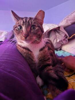 Domestic Short Hair Cats Available for Adoption - Pepper | PetCurious