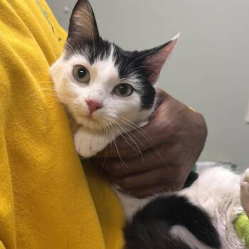 Misa -  Domestic Short Hair Cat for Adoption in Waldorf, Maryland - Misa | PetCurious
