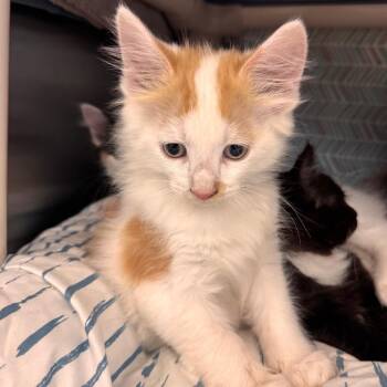 Goby -  Domestic Medium Hair Cat for Adoption in Lynchburg, Virginia - Goby | PetCurious