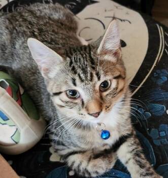 Jabril -  Tabby and Domestic Short Hair Cat for Adoption in Las Cruces, New Mexico - Jabril | PetCurious
