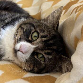 PORCHO -  Domestic Medium Hair Cat for Adoption in Sequim, Washington - PORCHO | PetCurious