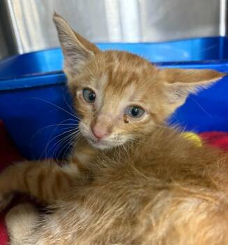 Calvary -  Domestic Short Hair Cat Available for Adoption in Corpus Christi, Texas - Calvary | PetCurious