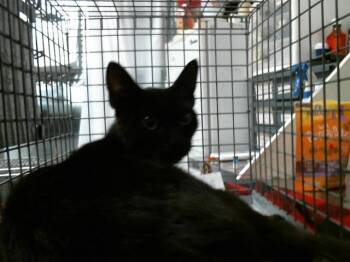 Domestic Short Hair Cats Available for Adoption in Houston, Texas - DINAH | PetCurious