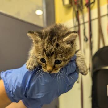 Trumpet -  Domestic Short Hair Cat for Adoption in Charlottesville, Virginia - Trumpet | PetCurious