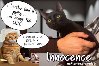 Innocence -  Domestic Short Hair Cat for Adoption in Pensacola, Florida - Innocence | PetCurious