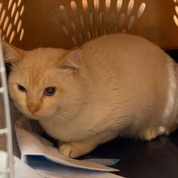 Flurry -  Domestic Short Hair Cat for Adoption in Salt Lake City, Utah - Flurry | PetCurious