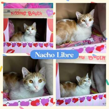 Rescue American Shorthair Cats for Adoption in Huntington, West Virginia - Nacho Libre | PetCurious