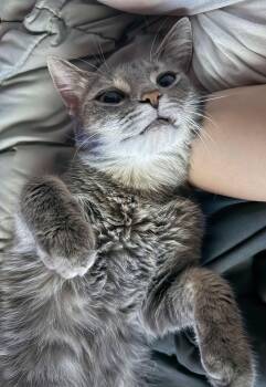 Domestic Short Hair Cats Available for Adoption - Moana | PetCurious