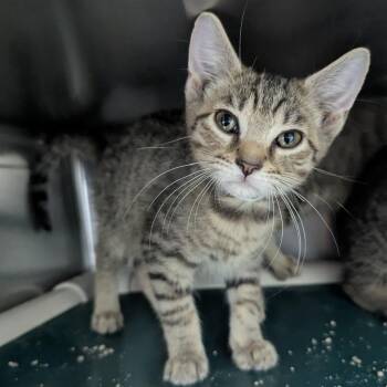 Alice In Chains -  Domestic Short Hair Cat for Adoption in Evansville, Indiana - Alice In Chains | PetCurious