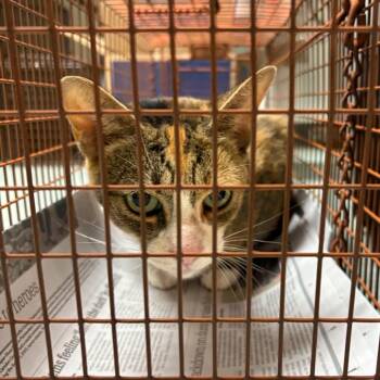Carmen -  Domestic Short Hair Cat for Adoption in Philadelphia, Pennsylvania - Carmen | PetCurious