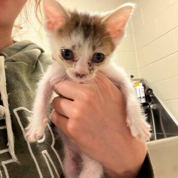 Miss Stuart Little: I