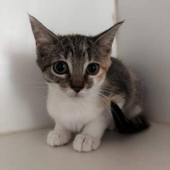 Cashmere -  Domestic Short Hair Cat for Adoption in Dearborn, Michigan - Cashmere | PetCurious