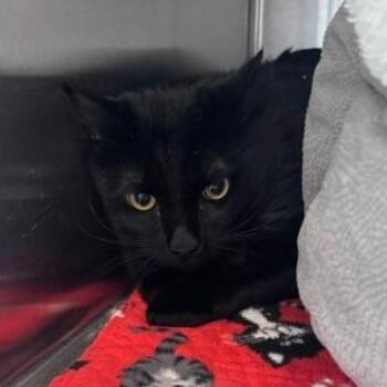 Spooky DAP -  Domestic Long Hair Cat for Adoption in Denver, Colorado - Spooky DAP | PetCurious