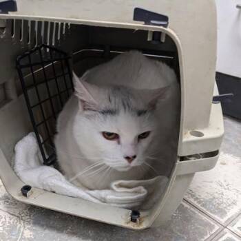 Mary -  Domestic Short Hair Cat for Adoption in Worcester, Massachusetts - Mary | PetCurious