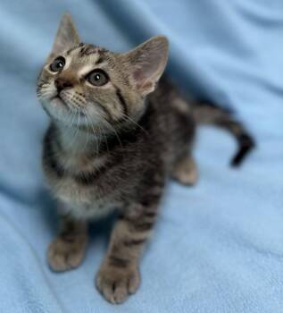 Chip -  Domestic Short Hair Cat for Adoption in Jackson, Michigan - Chip | PetCurious