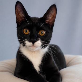 Foxy -  Domestic Short Hair Cat for Adoption in San Antonio, Texas - Foxy | PetCurious