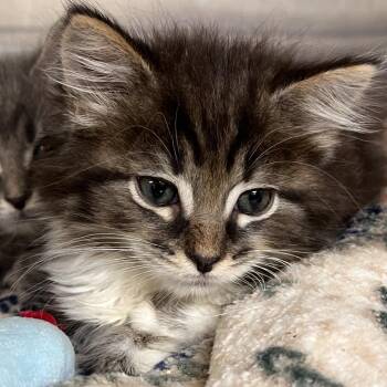 Domestic Medium Hair Cats Available for Adoption in Uniontown, Pennsylvania - Cosmo | PetCurious