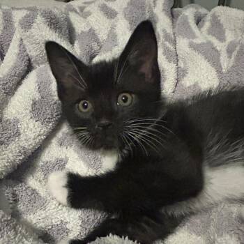 Malachite -  Domestic Short Hair Cat Available for Adoption in Valdosta, Georgia - Malachite | PetCurious
