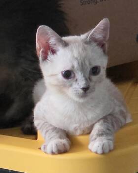 Coda -  Domestic Short Hair and Siamese Cat for Adoption in New York, New York - Coda | PetCurious