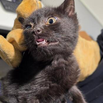Bruce Wayne -  Domestic Short Hair Cat for Adoption in Tampa, Florida - Bruce Wayne | PetCurious