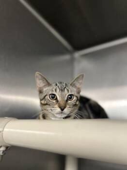 Boom Chocolatta -  Domestic Short Hair Cat for Adoption in Munster, Indiana - Boom Chocolatta | PetCurious