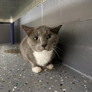 TUSC-Stray-84699 -  Domestic Short Hair Cat for Adoption in Tuscaloosa, Alabama - TUSC-Stray-84699 | PetCurious