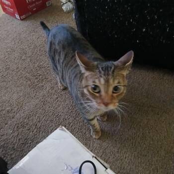 Little Dude -  Domestic Short Hair Cat for Adoption in Tulsa, Oklahoma - Little Dude | PetCurious
