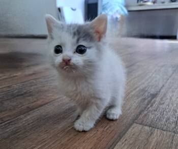 Rescue Domestic Short Hair Cats for Adoption in Fayetteville, Tennessee - Lucky | PetCurious