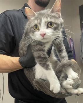 JENNIFER -  Domestic Medium Hair Cat for Adoption in Redlands, California - JENNIFER | PetCurious