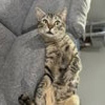 Rescue Domestic Medium Hair Cats for Adoption in Phoenix, Arizona - Gerald | PetCurious