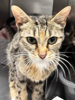 Sundae -  Domestic Short Hair Cat for Adoption in Golden, Colorado - Sundae | PetCurious