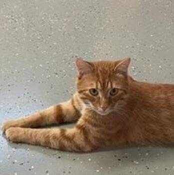 Raindrop -  Domestic Short Hair Cat for Adoption in Norton, Massachusetts - Raindrop | PetCurious