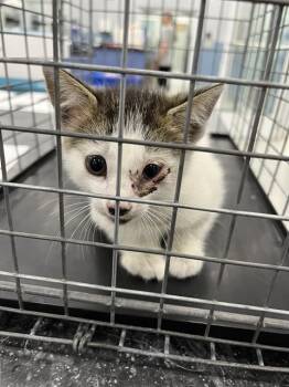 Domestic Short Hair Cats Available for Adoption in Palmetto, Florida - A136058 | PetCurious