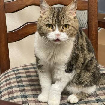 Rescue Scottish Fold Cats for Adoption in Lincoln, California - Sheena | PetCurious