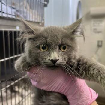 SEVI-Stray-110259 -  Russian Blue Cat for Adoption in Salt Lake City, Utah - SEVI-Stray-110259 | PetCurious