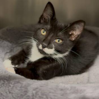 Baby Bundt -  Domestic Short Hair Cat for Adoption in Wayne, New Jersey - Baby Bundt | PetCurious