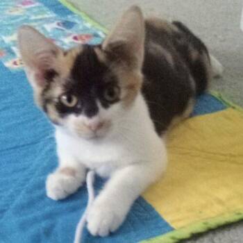 Calypso -  Domestic Short Hair Cat for Adoption in Tampa, Florida - Calypso | PetCurious