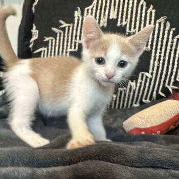 Rescue Domestic Short Hair Cats for Adoption in Bryan, Texas - Inferno | PetCurious