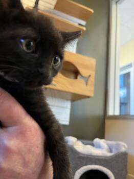 Romeo -  Domestic Short Hair Cat for Adoption in Salinas, California - Romeo | PetCurious