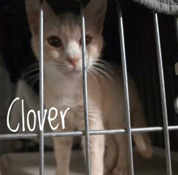 Rescue Domestic Short Hair Cats for Adoption in Cleburne, Texas - Clover | PetCurious
