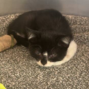 Rescue Domestic Short Hair Cats for Adoption in Lakewood, Colorado - Boston Rob | PetCurious