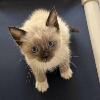 Jay -  Domestic Medium Hair Cat for Adoption in Fort Bragg, California - Jay | PetCurious