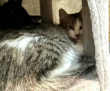 DEWDROP -  Domestic Medium Hair Cat for Adoption in Boston, Massachusetts - DEWDROP | PetCurious