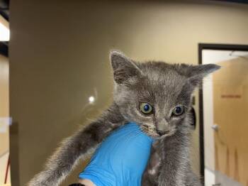 A610898 -  Domestic Short Hair Cat for Adoption in Modesto, California - A610898 | PetCurious