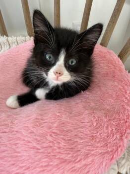Georgie -  Domestic Short Hair Cat for Adoption in Millcreek, Utah - Georgie | PetCurious