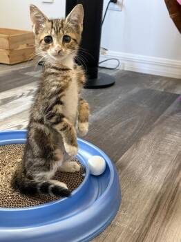 Henrietta -  Domestic Short Hair Cat for Adoption in Ruskin, Florida - Henrietta | PetCurious